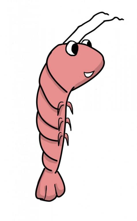 Picture of Shrimpy